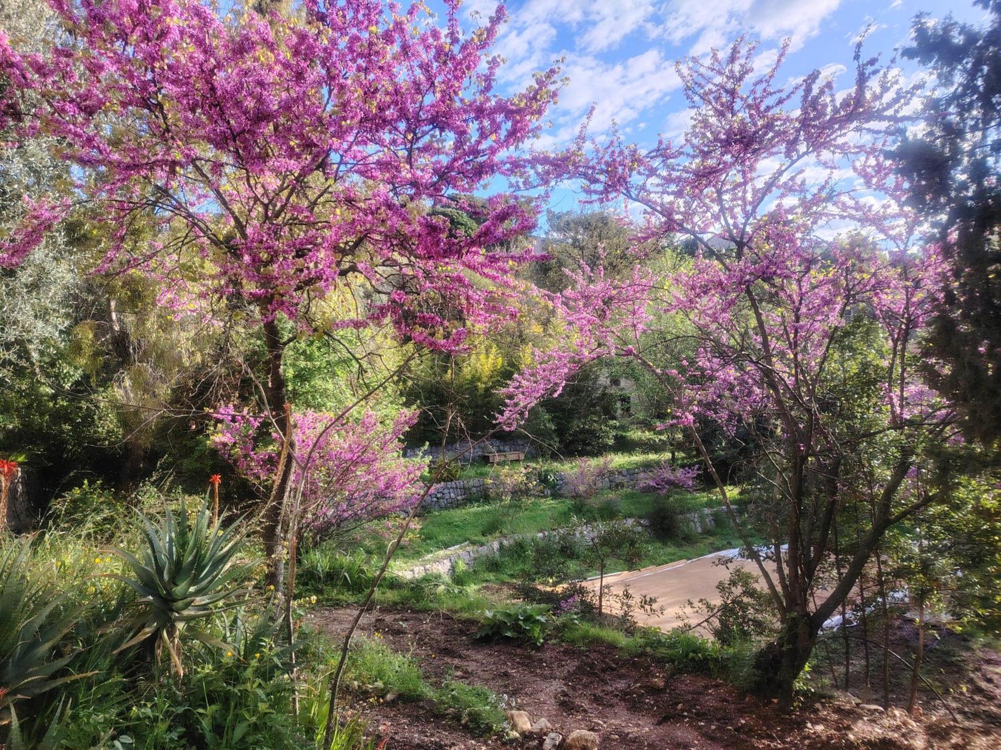 Domaine Des Petites Soeurs A 800M Du Centre Historique Avec 5200M2 De Parc Arbore Vence Exteriér fotografie